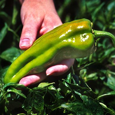 Chile will be among the topics to be presented at this year’s field day at the Fabian Garcia Science Center in Las Cruce