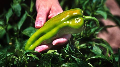 Chile will be among the topics to be presented at this year’s field day at the Fabian Garcia Science Center in Las Cruce